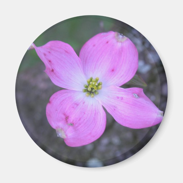 Aimant Dogwood rose (Devant)
