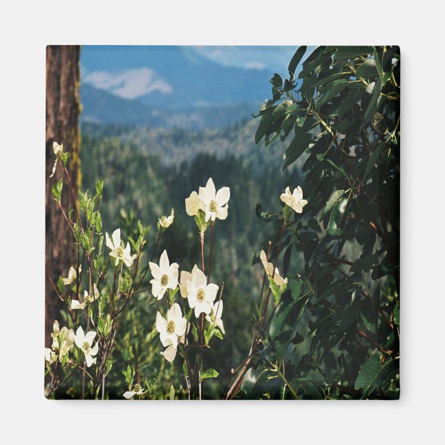Aimant Dogwood's Blooming... (Devant)