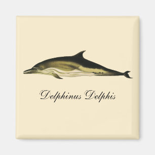 Aimant Dolphin Delphinus Delphis, Mammifères marins Vinta