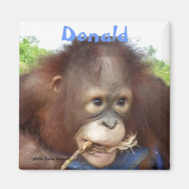 Aimant Donald Orangutan Orphan Borneo OFI (Devant)
