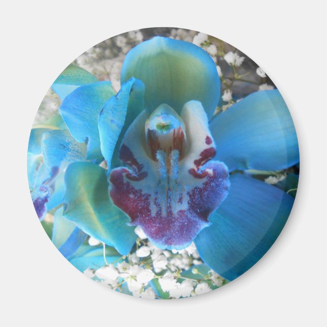 Aimant Donella (Devant)