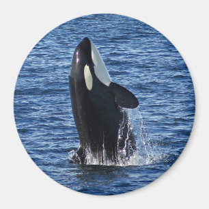 Aimant d'Orca (tueur de baleine)