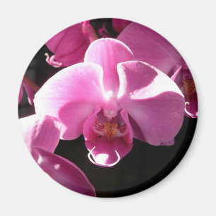 aimant d'orchidée