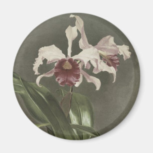 Aimant d'orchidée de Cattleya Arnoldiana