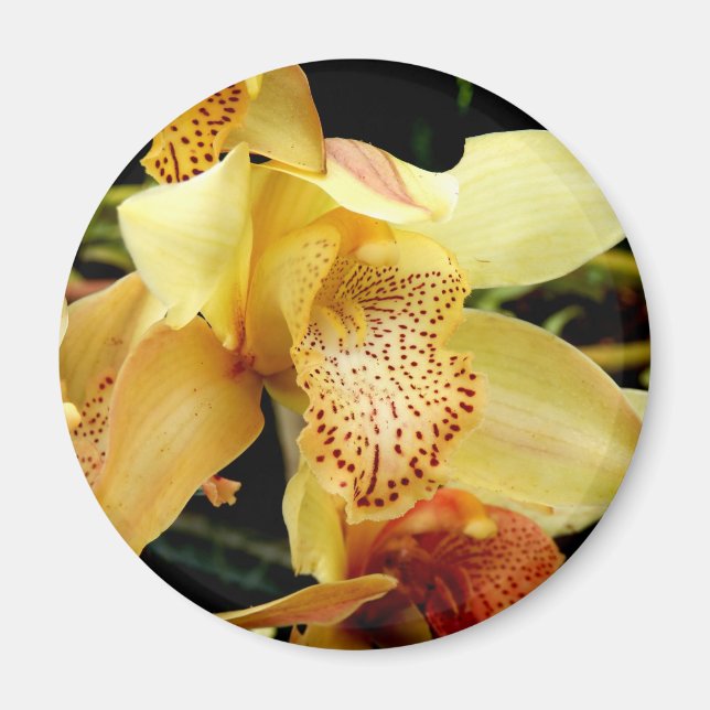 Aimant d'orchidée jaune pâle (Devant)