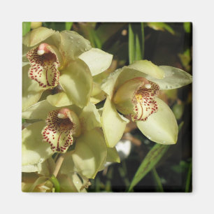 Aimant d'orchidées de cymbidium