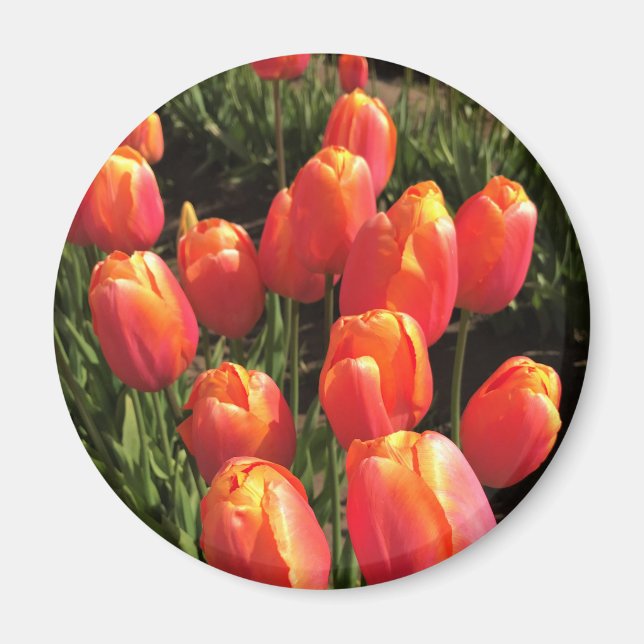 Aimant Dordogne tulips, Oregon (Devant)