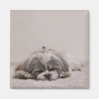 Aimant Dormir Shih tzu Magnet, Dormir Chien