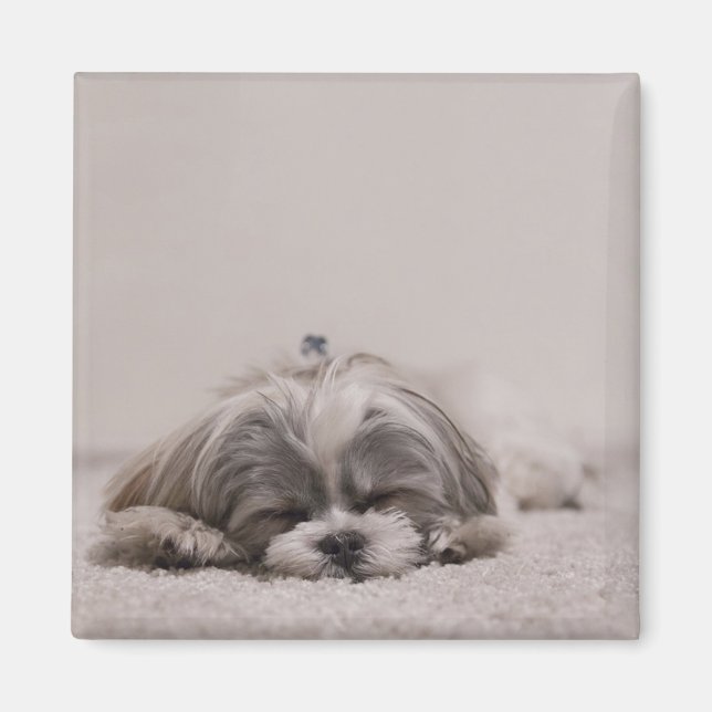 Aimant Dormir Shih tzu Magnet, Dormir Chien (Devant)