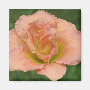 Aimant Double classique de Siloam - Daylily