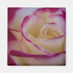 Aimant Double délice Rose magnétique