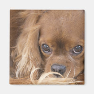 Aimant Douce Ruby Cavalier King Charles Spaniel