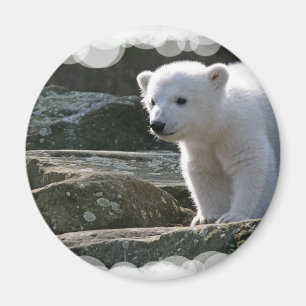 Aimant d'ours blanc de bébé