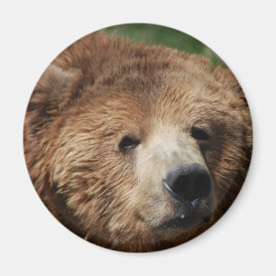Aimant d'ours Brown de Kodiak