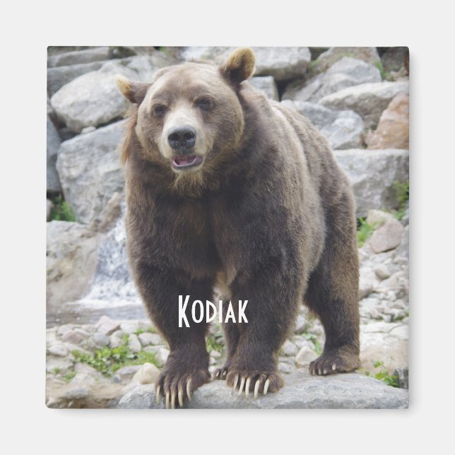 aimant d'ours Kodiak (Devant)