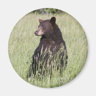 Aimant d'ours noir