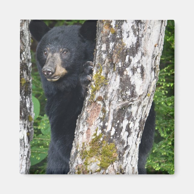 Aimant d'ours noir (Devant)