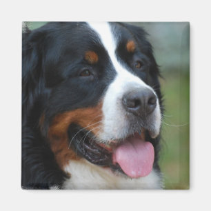 Aimant doux de Bernese
