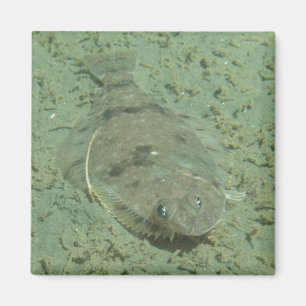 Aimant Dover Sole Fish