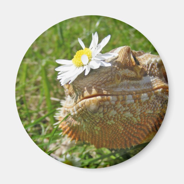 Aimant Dragon barbu (Devant)