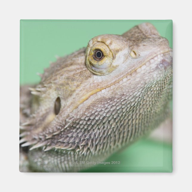 Aimant Dragon barbu 2 (Devant)