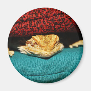 Aimant Dragon barbu confortable