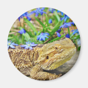 Aimant Dragon barbu de détente