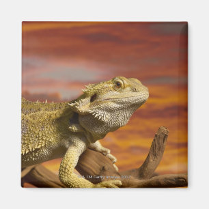 Aimant Dragon barbu (Pogona Vitticeps) sur la branche,