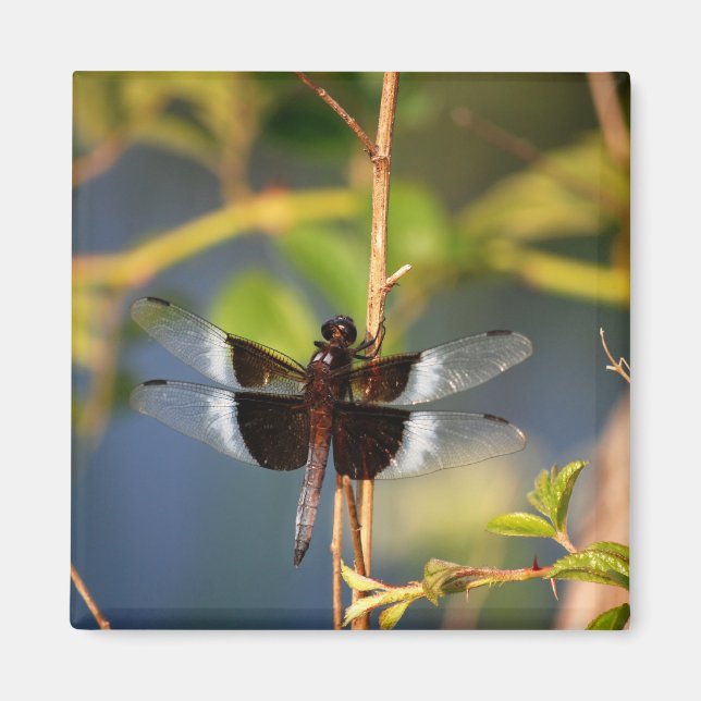 Aimant DragonFly (Devant)