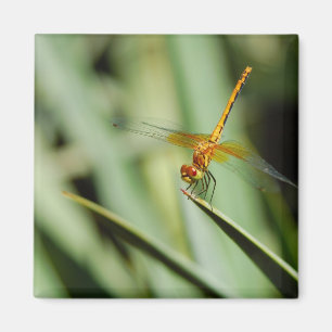Aimant DragonFly
