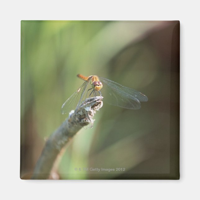Aimant Dragonfly 5 (Devant)