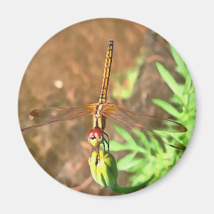 Aimant Dragonfly Artistique Reposant Sur Une Tête De Fleu