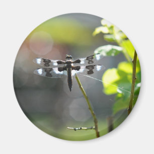 Aimant Dragonfly noir et blanc