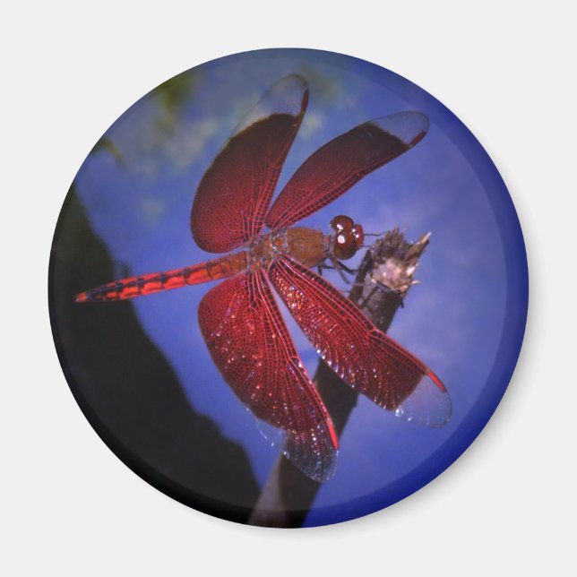 Aimant Dragonfly rouge (Devant)