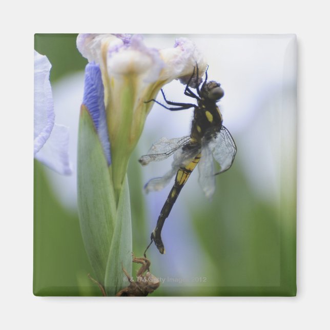 Aimant Dragonfly sur iris (Devant)