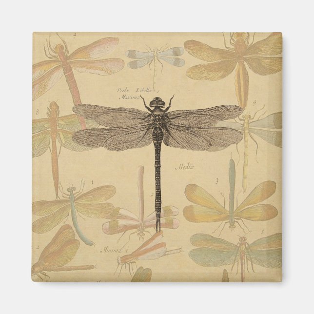 Aimant Dragonfly Vintage Antique Classic Drawing (Devant)