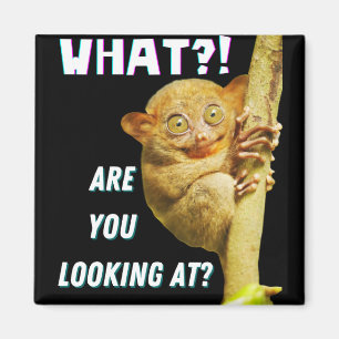 Aimant Drôle Big Eyed Tarsier Ce que vous regardez