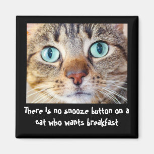 Aimant Drôle Chat veut de l'aimant alimentaire