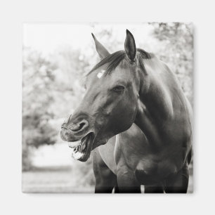 Aimant Drôle Cheval de rire