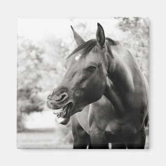 Aimant Drôle Cheval de Rire