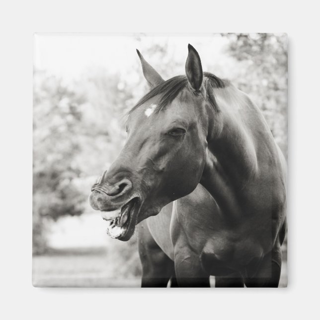 Aimant Drôle Cheval de Rire (Devant)