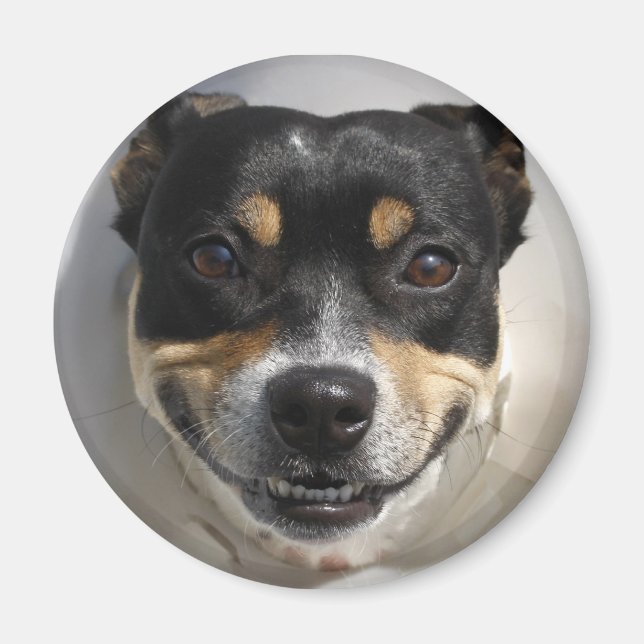Aimant Drôle chien souriant (Devant)