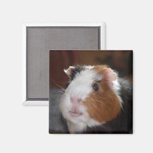 Aimant Drôle, Doux, Tricolore Guinée Visage de porc