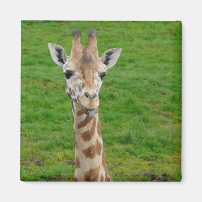 Aimant Drôle Giraffe Sticking Out Tongue! (Devant)