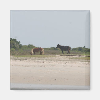 Aimant du Cheval sauvage