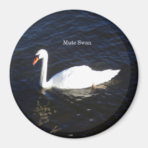 Aimant du cygne muet