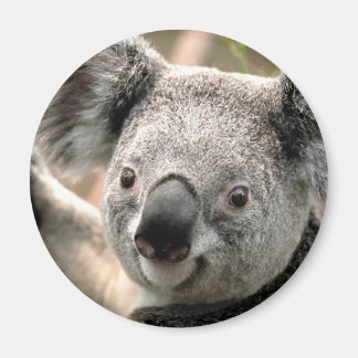 Aimant du réfrigérateur de l'ours Koala