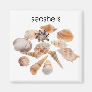 Aimant du réfrigérateur des coquillages