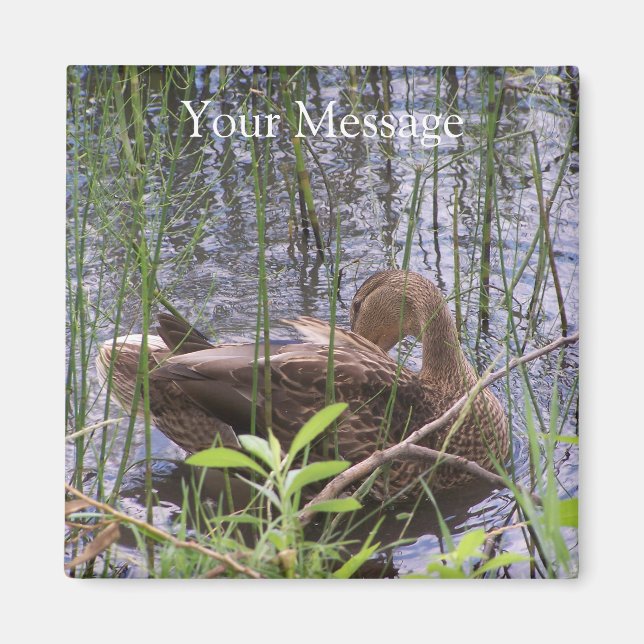 Aimant Duck Preening in the Reed (Devant)