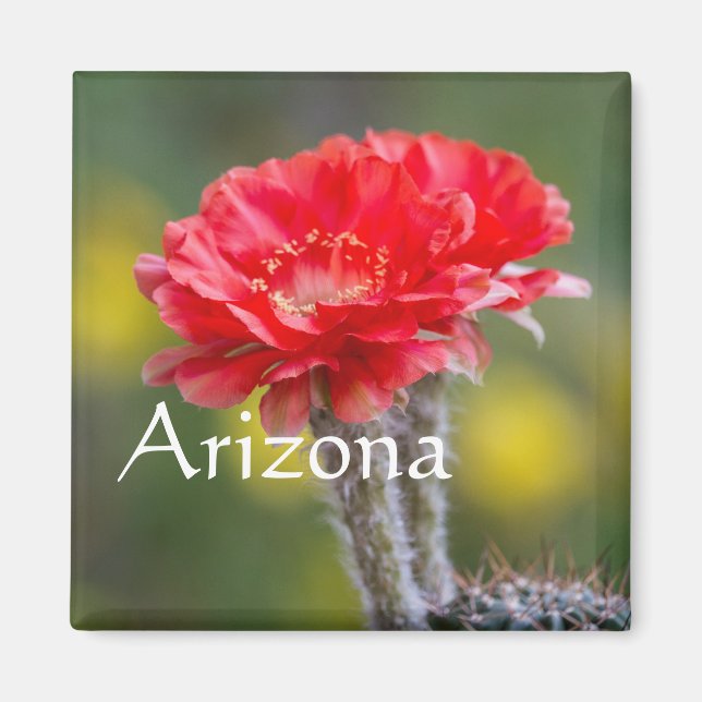 Aimant Duet de Firelight fleur de cactus, Arizona (Devant)
